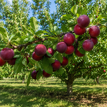 Prunus domestica 'Santa Rosa'