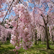 Prunus subhirtella 'Pendula'