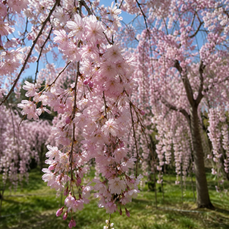 Prunus subhirtella 'Pendula'