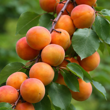 Prunus armeniaca 'Tilton'