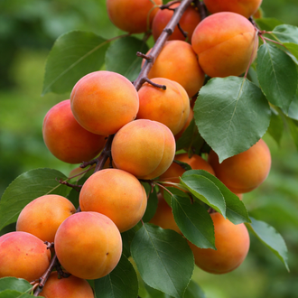 Des fruits orange aux nuances rouge rosé se regroupent sur une fine branche diagonale, près de feuilles vertes larges et du feuillage flou à l’arrière. Les fruits pendent entre les feuilles vertes, avec des portions de branche visibles entre les groupes. Certains fruits font face à l’appareil, d’autres se chevauchent derrière. Leur surface au premier plan se détache sur un arrière-plan vert plus doux.