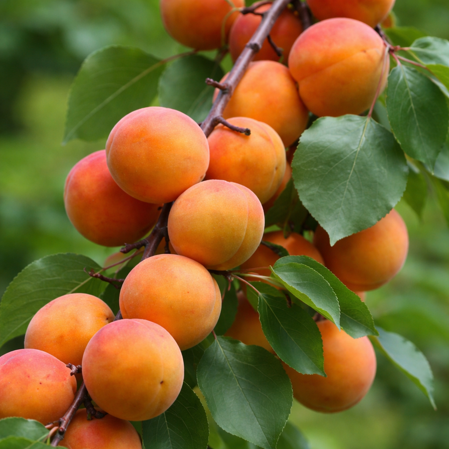 Prunus armeniaca 'Tilton'