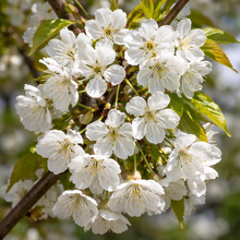 Prunus cerasus 'Rabbits'