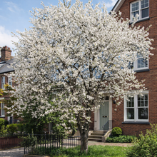 Prunus avium 'Rainier'