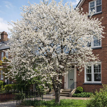 Prunus avium 'Rainier'