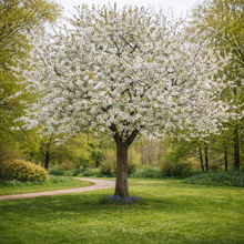 Prunus avium 'Van'