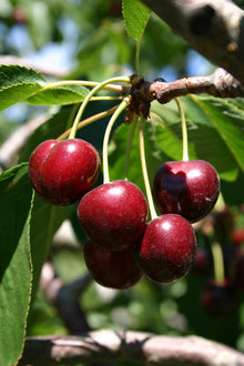 Prunus avium 'Bing'