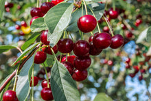 Prunus cerasus 'Carmine Jewel'