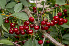 Prunus cerasus 'Juliet'