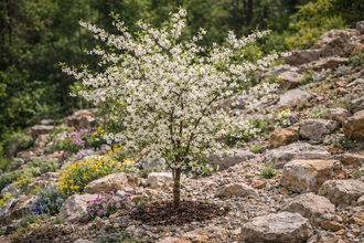 Prunus cerasus 'Juliet'