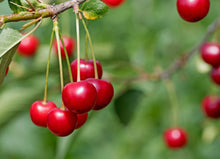 Prunus cerasus 'Meteor'