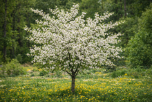 Prunus cerasus 'Meteor'
