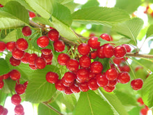 Montmorency sour cherry