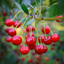 North Star Tart Cherry
