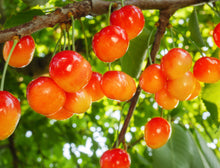 Prunus avium 'Rainier'