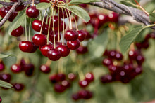 Prunus cerasus 'Romeo'