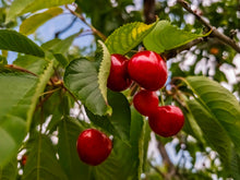 Prunus cerasus 'Valentine'