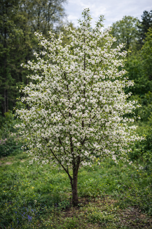 Prunus cerasus 'Valentine'