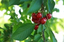 Prunus avium 'Van'