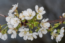 Prunus avium 'Bing'