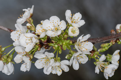 Prunus avium 'Bing'