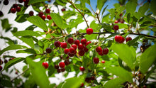 Prunus cerasus 'Crimson Passion'