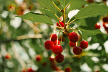 Prunus cerasus 'Evans'