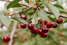 Prunus cerasus 'Rabbits'