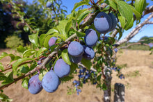 Prunus domestica 'Blue Damson'