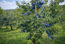 Prunus domestica 'Blue Damson'