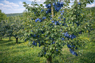 Prunus domestica 'Blue Damson'