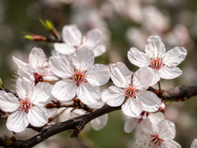 Prunus domestica 'Brookgold'