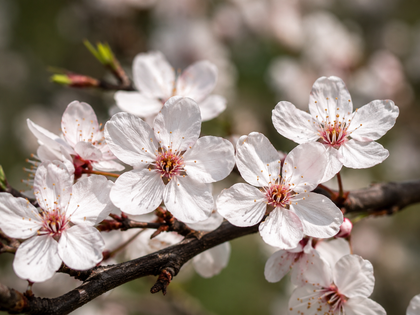 Prunus domestica 'Brookgold'