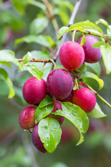 Prunus domestica 'Brookred'