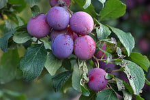Prunus domestica 'Burbank'