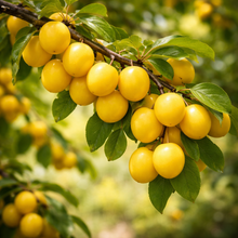 Prunus domestica 'Early Golden'