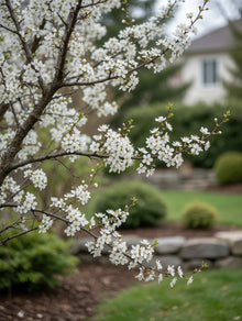 Prunus domestica ‘Mirabelle’