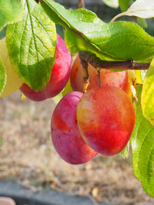 Prunus 'Toka'