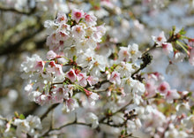 Prunus incisa 'Little Twist'