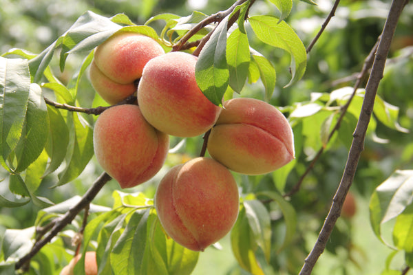 Prunus persica 'Coral Star'