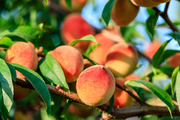 Prunus persica 'Red Haven'