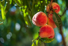 Prunus persica var. nucipersica 'Harovin Nova'