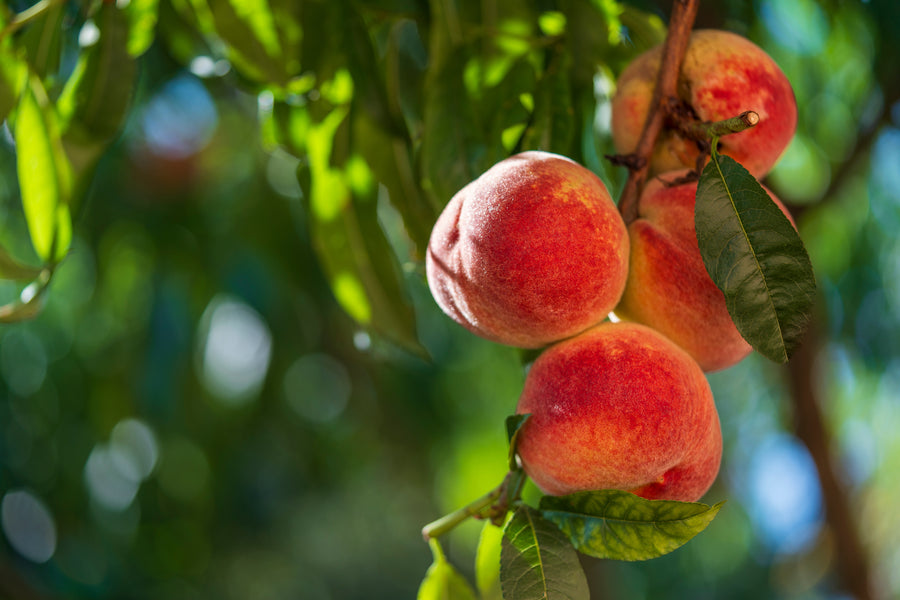 Prunus persica var. nucipersica 'Harovin Nova'