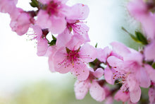 Prunus persica var. nucipersica 'Harovin Nova'