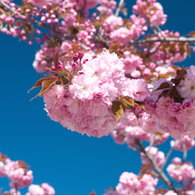 Prunus serrulata 'Kanzan'