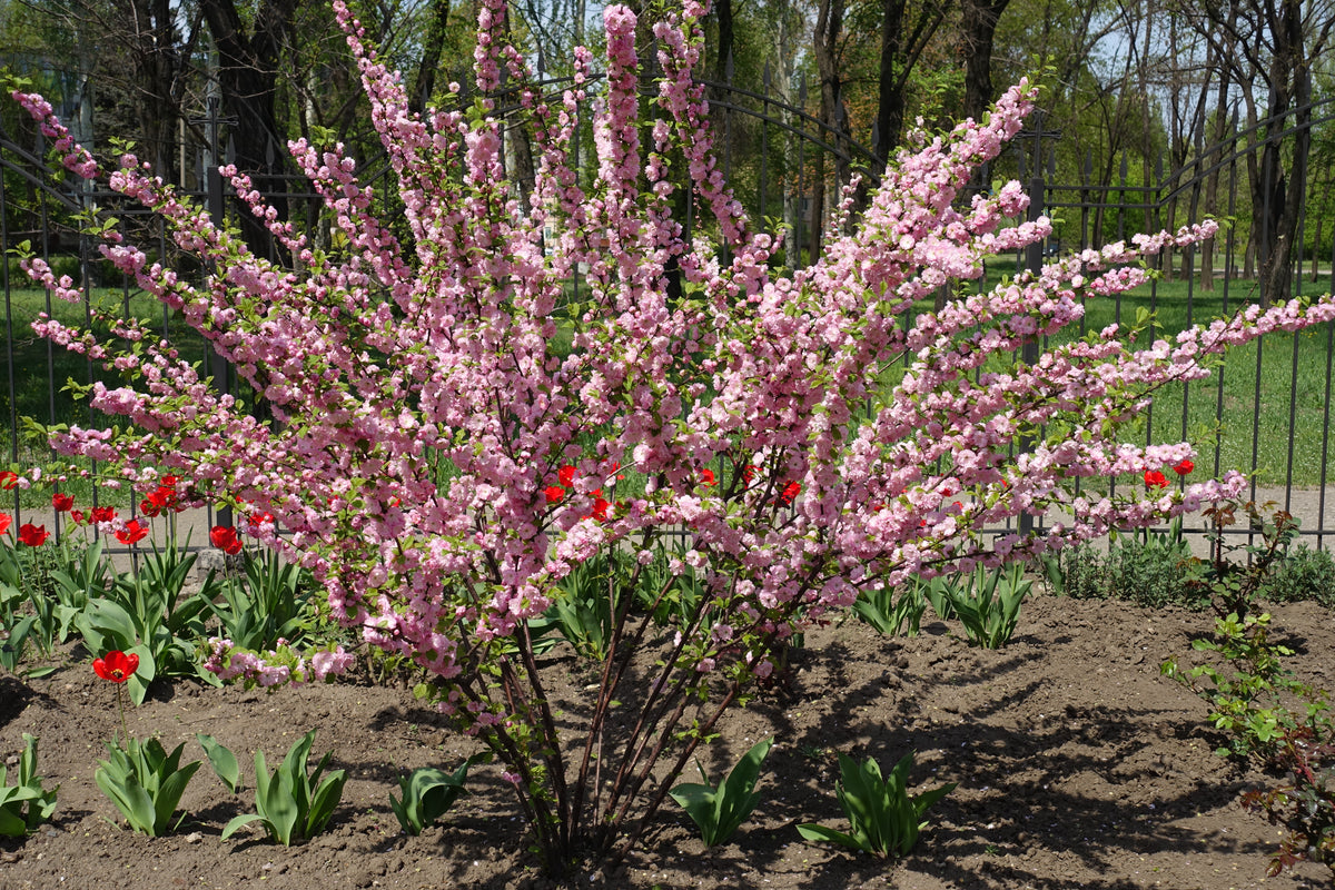 Prunus triloba 'Multiplex'