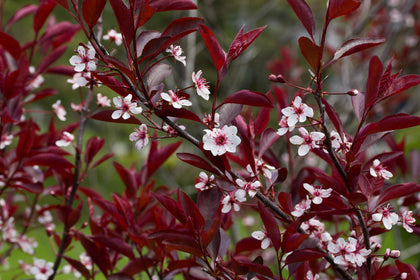 Pépinière.ca | Prunus × cistena