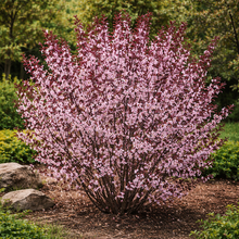 Prunus × cistena