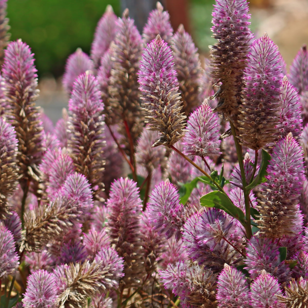 Photo de Ptilotus Matilda. Ptilotus Matilda au port dressé, avec un feuillage vert argenté et de longs épis duveteux argentés, lavande et rose. La couleur caractéristique est : lavande. Le visuel permet d'observer les contours, les teintes et la disposition des éléments présentés. Les détails de forme et les contrastes donnent un aperçu de l'apparence de cette plante ou de sa récolte.