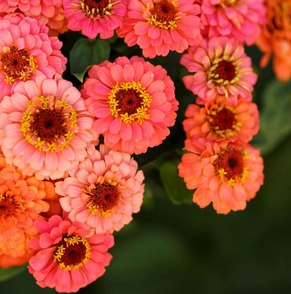 Zinnia 'Pumila Salmon' bio